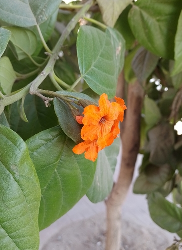 Siricote (Cordia sebestena)