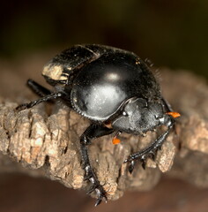 Scarabaeus rusticus