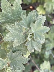 Malva subovata bicolor