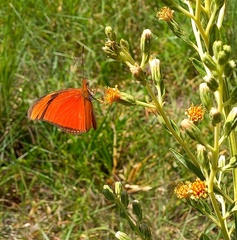 Dryas iulia