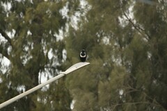 Corvus pectoralis