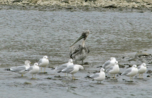 Brown Pelican photographed in Iowa