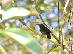 Thamnophilus bridgesi