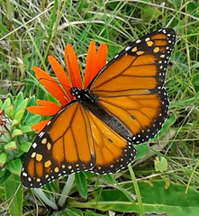 Danaus erippus