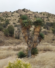Yucca madrensis