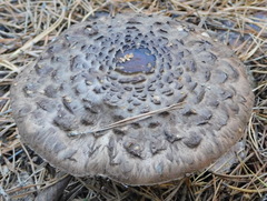 Agaricales