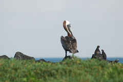 Amblyrhynchus cristatus