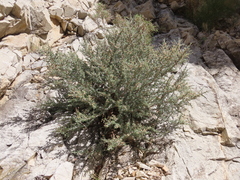 Cercocarpus intricatus