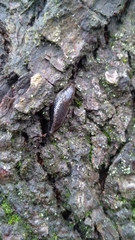 Kobeltia