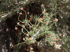Cercocarpus intricatus