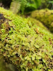 Lophocolea semiteres