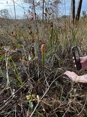 Sarracenia alata