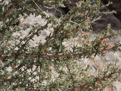 Cercocarpus intricatus