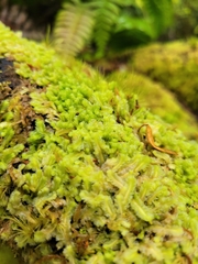 Lophocolea semiteres