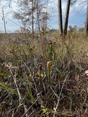 Sarracenia alata