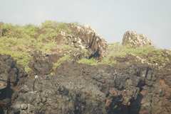 Pelecanus occidentalis urinator