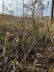 Sarracenia alata
