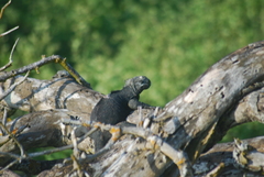 Amblyrhynchus cristatus hassi