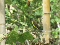 Myiozetetes granadensis