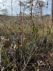 Sarracenia alata