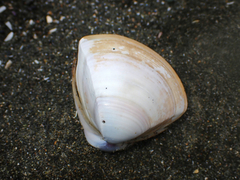 Crassula aequilatera