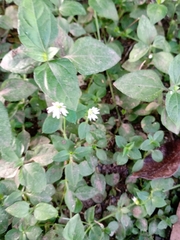 Stellaria cuspidata