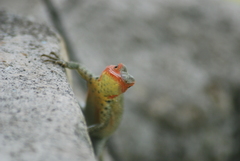 Microlophus indefatigabilis