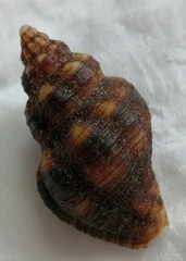 Cantharus cecillei