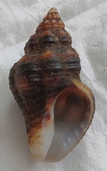 Cantharus cecillei