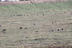 Antigone canadensis canadensis