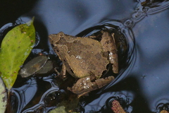 Microhyla berdmorei