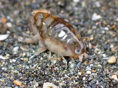 Talitroidea