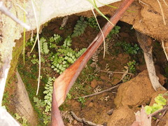 Asplenium flabellifolium