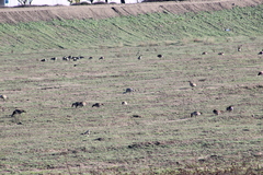 Antigone canadensis canadensis