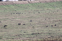 Antigone canadensis canadensis