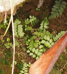 Asplenium flabellifolium