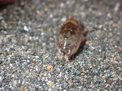 Talitroidea