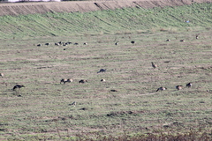 Antigone canadensis canadensis