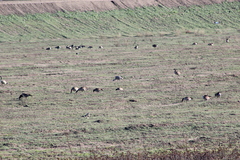 Antigone canadensis canadensis