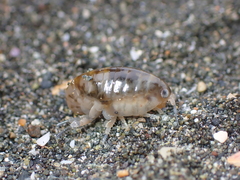 Talitroidea