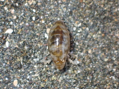 Talitroidea