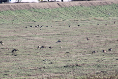 Antigone canadensis canadensis