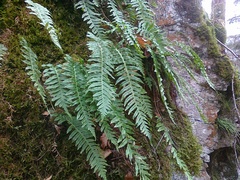 Polypodium interjectum
