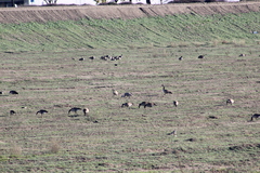 Antigone canadensis canadensis