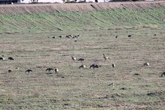 Antigone canadensis canadensis