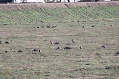 Antigone canadensis canadensis