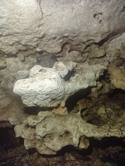 Craugastor yucatanensis