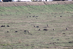 Antigone canadensis canadensis