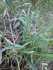 Nothocalais cuspidata