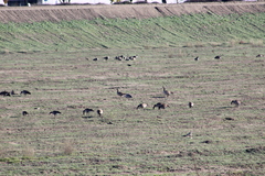 Antigone canadensis canadensis